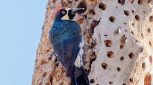 An Acorn Woodpecker showing its dark back, black and white head and red top patch as it clings to a tree trunk dotted with small holes, some filled with acorns