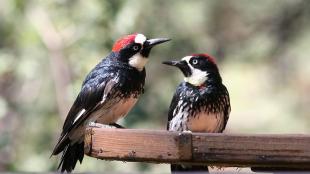 A pair of Acorn Woodpeckers perched on a branch, looking at each other.