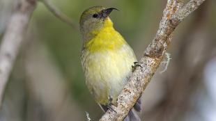 Akiapolaau perched on branch