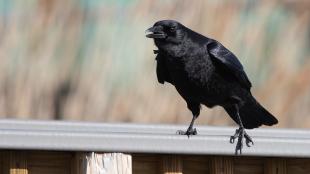 American Crow calling while standing on a fence railing.