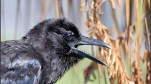 American Crow in right profile, black plumage shining in sunlight, its beak open as it calls. Reeds and grasses are in the background.