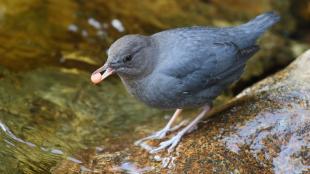 A small dark grey bird stands on a partially submerged rock, holding a bright orange salmon egg in its beak.