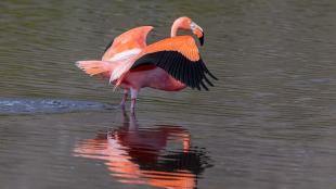 A bright pink-orange flamingo stands in water with wings outstretched, showing the black feathers along their edges