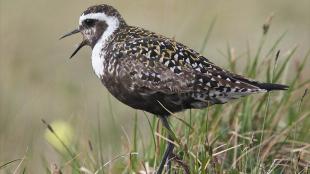 American Golden-Plover