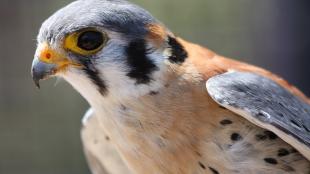 American Kestrel