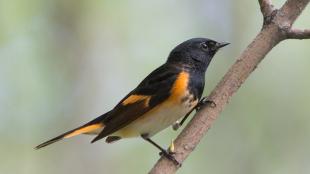 American Redstart perched on a branch