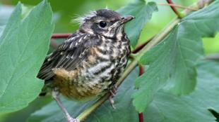 American Robin fledgling sitting on a branch