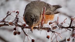 American Robin perched on an ice-covered slender branch, reaching for the frozen berries. 