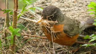 American Robin with grasses in its beak to carry back to nest building location