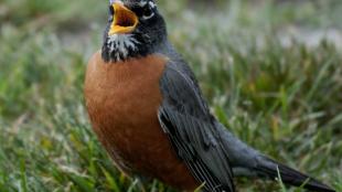 American Robin singing