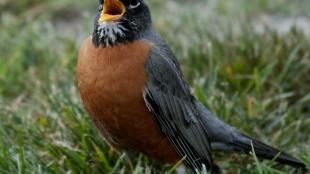 American Robin standing on grass, facing forward, beak open while singing