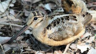 American Woodcock