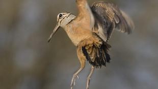 American Woodcock