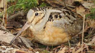 A small round bird with large eyes and very long beak stands amidst fallen leaves