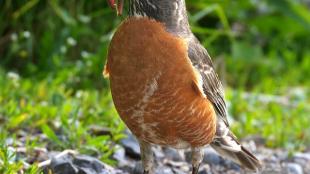 American Robin and earthworm