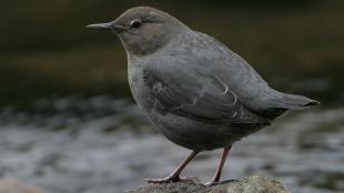 American Dipper standing on a stone in a stream