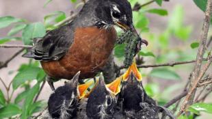 American Robin feeding caterpillars to chicks in nest