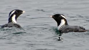 A pair of Ancient Murrelets floating on smooth water