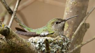 Anna's Hummingbird