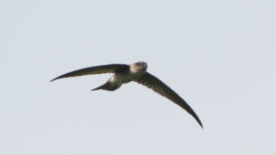 A Himalayan Swiftlet with long, pointed wings spread in flight, seen from a distance