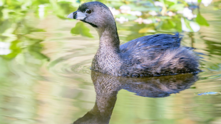 A Pied-billed Grebe swims in a lake near aquatic vegetation in sunlight