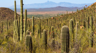 Cacti at Saguaro National Park
