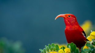 Mostly red with red beak, 'I'iwi stands on shrub looking left