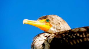 A closeup of a Double-crested Cormorant with a bright blue eye with a blue sky in the background