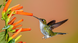 Female-Booted Racket-tail hovers with beak inside orange flower