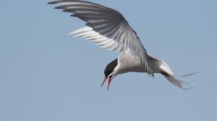 Arctic Tern in flight