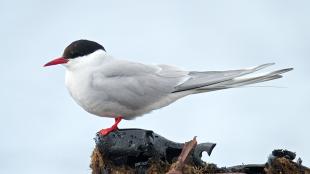 Arctic Tern