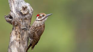 A brown and white woodpecker with a touch of red feathers atop his head clings to a vertical branch, and looks over his shoulder to the viewer's right.