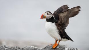 Atlantic Puffin standing on a rocky ledge, and flapping its wings