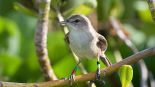 An ulūlu perches on a branch