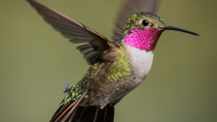 A male Broad-tailed Hummingbird in flight displaying his iridescent magenta throat patch