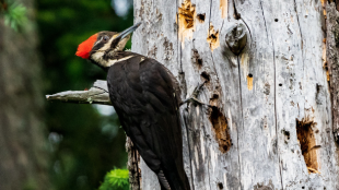 A Pileated Woodpecker perched on the side of a dead tree with many holes