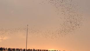 Austin "Bat Bridge" with people viewing return of bats to night roost