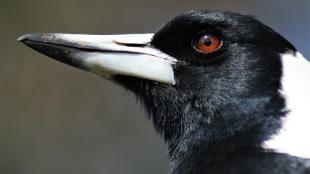 Australian Magpie