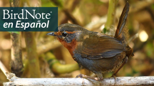 A small brown bird with gray and orange on its face sits on a branch. "BirdNote en Español" appears in the top left corner. 