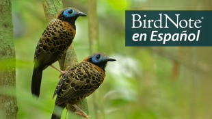 Pair of Ocellated Antbirds perched in Panamanian forest. "BirdNote en Español" appears in the upper right corner.