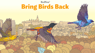 Bring Birds Back S6 Podcast art