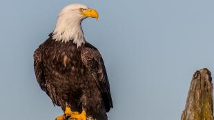 Bald Eagle perched on driftwood at the beach, in sunshine, it's head turned to the left in profile against a blue sky