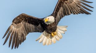 A Bald Eagle in flight against a blue sky, with its brown wings outstretched, white head and spread out white tail gleaming in sunlight