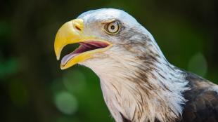 A juvenile Bald Eagle has its large yellow beak open while it pants to dissipate heat. 