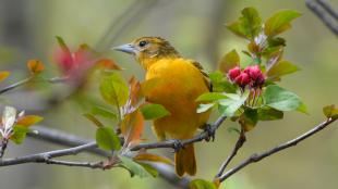 A female Baltimore Oriole looks to her right while facing the camera, showing her bright yellow/orange breast and sharp beak.