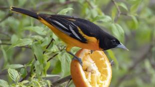 Male Baltimore Oriole perched on half an orange