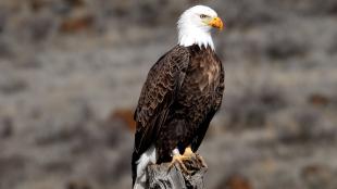 Adult Bald Eagle sitting on a wooden post, and showing the metal ID band on its leg