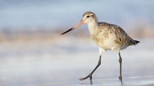 Bar-tailed Godwit