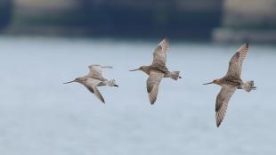 Three Bar-tailed Godwits in flight moving toward viewer's left