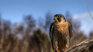 Barbary Falcon